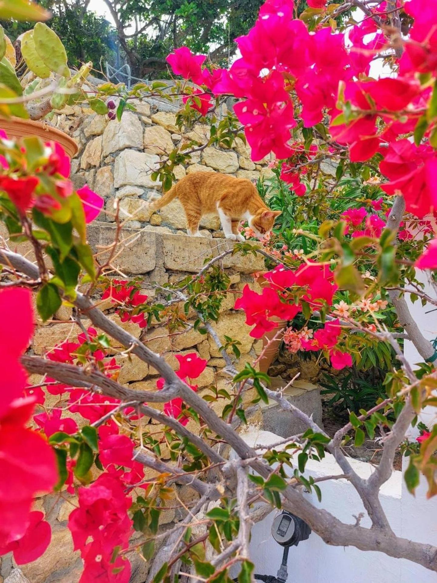 Tranquil Villa With Sea View In Ammopi Karpathos 阿莫皮 外观 照片